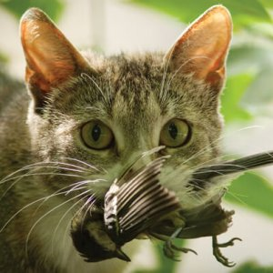 MattHHolden's tweet photo. In our new paper, we show 1 cat is equivalent to 77 rats predating on a Christmas Island bird (CI of 30 - 174). We argue that "cat equivalence" is a useful concept, especially when considering possible adverse effects of mesopredator release-led by M Plein https://t.co/Wd3YzToSkx https://t.co/gpEFJDk5IW