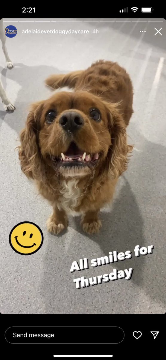 erbanart's tweet photo. Shout out to all my puppers and their people on International Dog Day!
Daycare takes great pics of our boy.
🐶🍩🥰
#Bailey #goofball #Treats #furfamily #PhDpets #researchassistant #dogpoo #compost #drdogpoo https://t.co/jywKtUEgqN