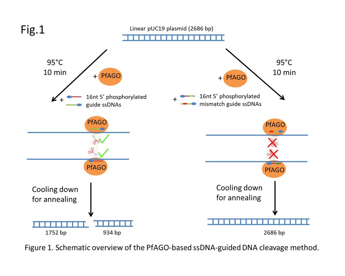 mclabdotcom's tweet image. The time has come! We&apos;re introducing our new product to you today. Come by and try it for yourself! PfAGO endonuclease with high activity and specificity using a programmable DNA-guided DNA system.🤩
mclab.com/PfAGO-Pfu-Argo…
#enzyme #NucleicAcidDetection #CancerDiagnostics