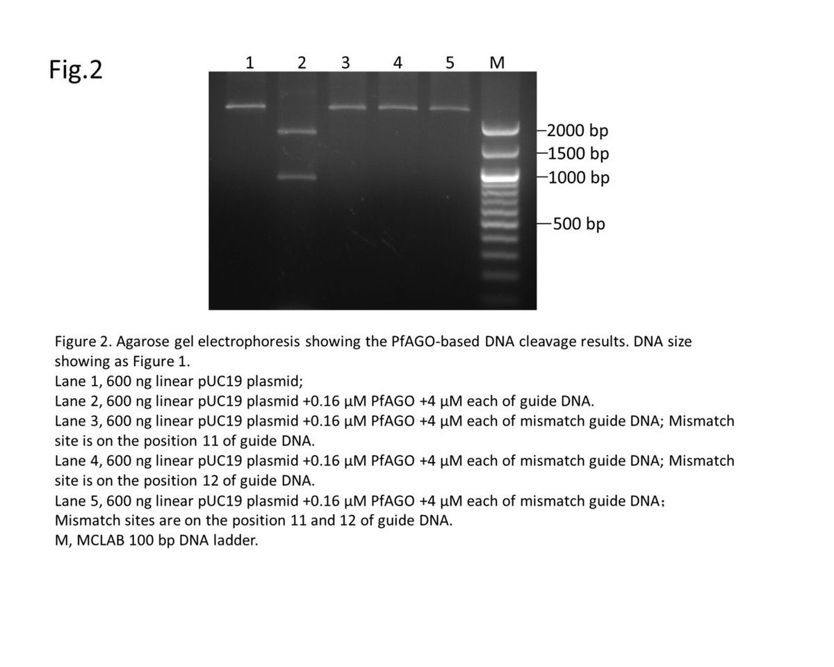 mclabdotcom's tweet image. The time has come! We&apos;re introducing our new product to you today. Come by and try it for yourself! PfAGO endonuclease with high activity and specificity using a programmable DNA-guided DNA system.🤩
mclab.com/PfAGO-Pfu-Argo…
#enzyme #NucleicAcidDetection #CancerDiagnostics