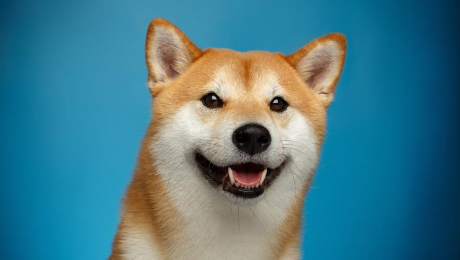 CT_DucLam's tweet photo. SUI DOGE GIVEAWAY

 Prize: 5 whitelists  @TheSuiDoge 

 To win 👉
 ✅Follow @TheSuiDoge
 ✅Like &amp; Retweet this tweet
 ✅Tag 3 friends 
@TheSuiDoge 
 are the first dogs on the SUI blockchain
 End in 3 days
#Sui #NFT #Giveaway #Suidoge https://t.co/s6vscLbslq
