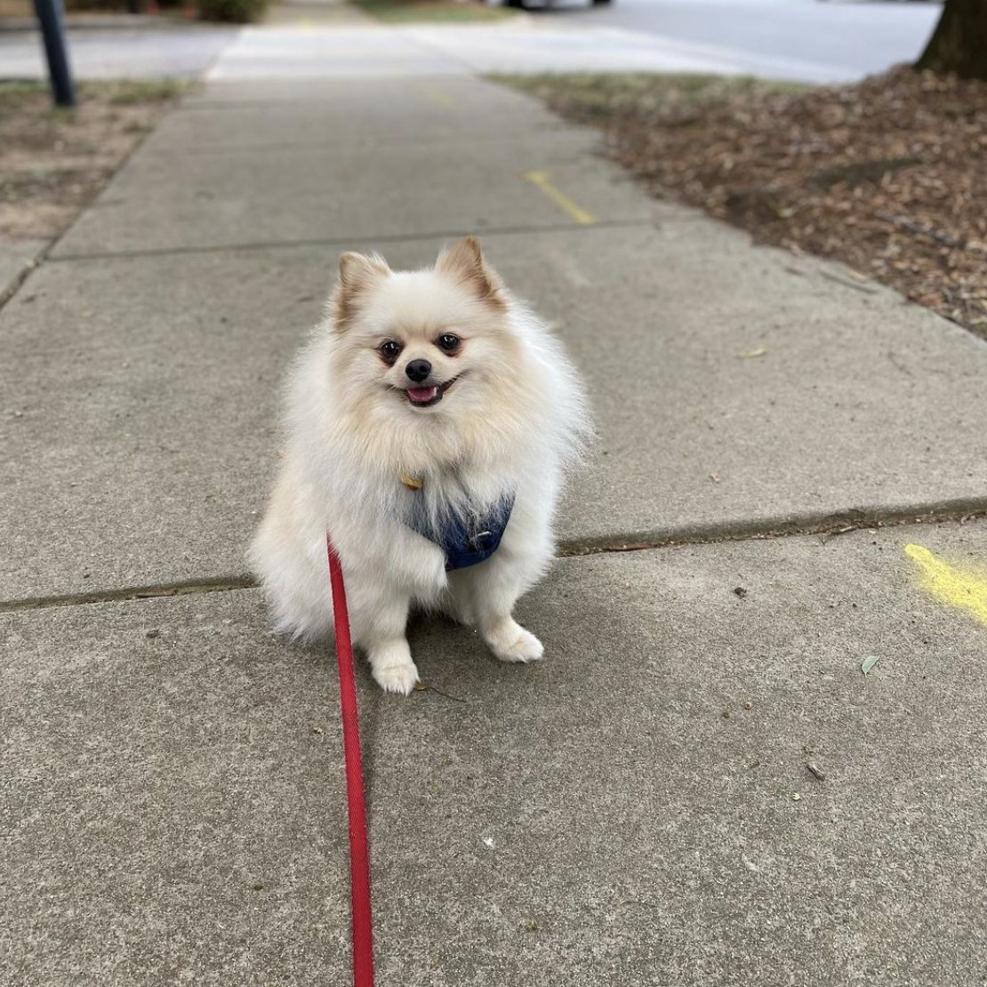 GoHealthyPaws's tweet photo. Because of you, we had a total of 1,251 participants and were able to raise $6,255 for @SayvAnimalOrganization. This money will help provide shelter and care for those pets in need. Thank you all for making an impact and difference for these pets 💚 #StepsForStrays https://t.co/Niez1b7Qbv