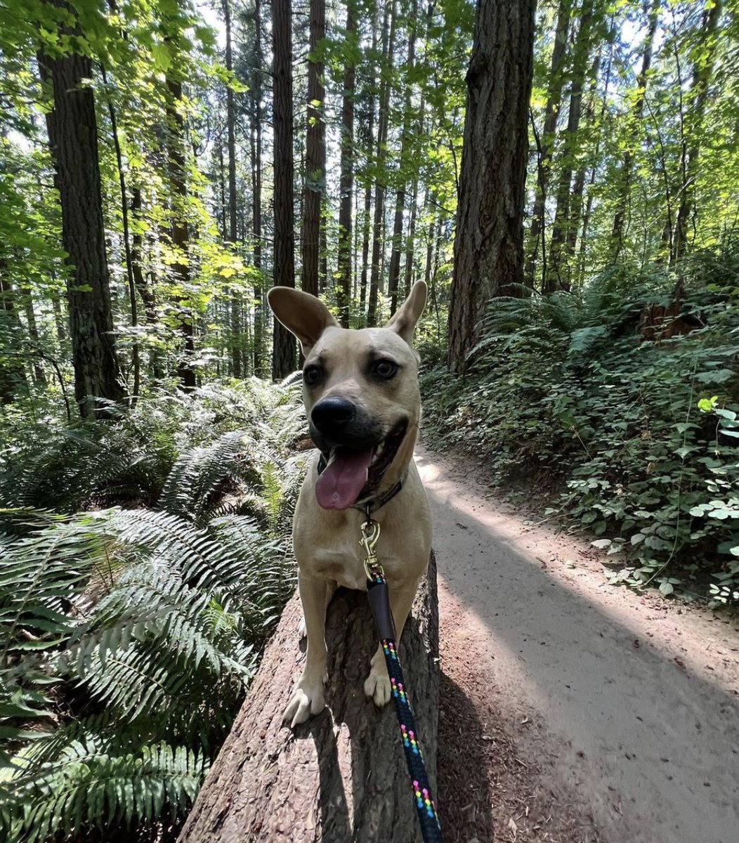 GoHealthyPaws's tweet photo. Because of you, we had a total of 1,251 participants and were able to raise $6,255 for @SayvAnimalOrganization. This money will help provide shelter and care for those pets in need. Thank you all for making an impact and difference for these pets 💚 #StepsForStrays https://t.co/Niez1b7Qbv