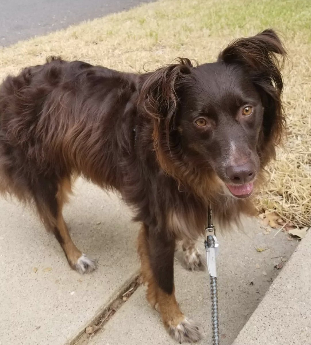 GoHealthyPaws's tweet photo. Because of you, we had a total of 1,251 participants and were able to raise $6,255 for @SayvAnimalOrganization. This money will help provide shelter and care for those pets in need. Thank you all for making an impact and difference for these pets 💚 #StepsForStrays https://t.co/Niez1b7Qbv