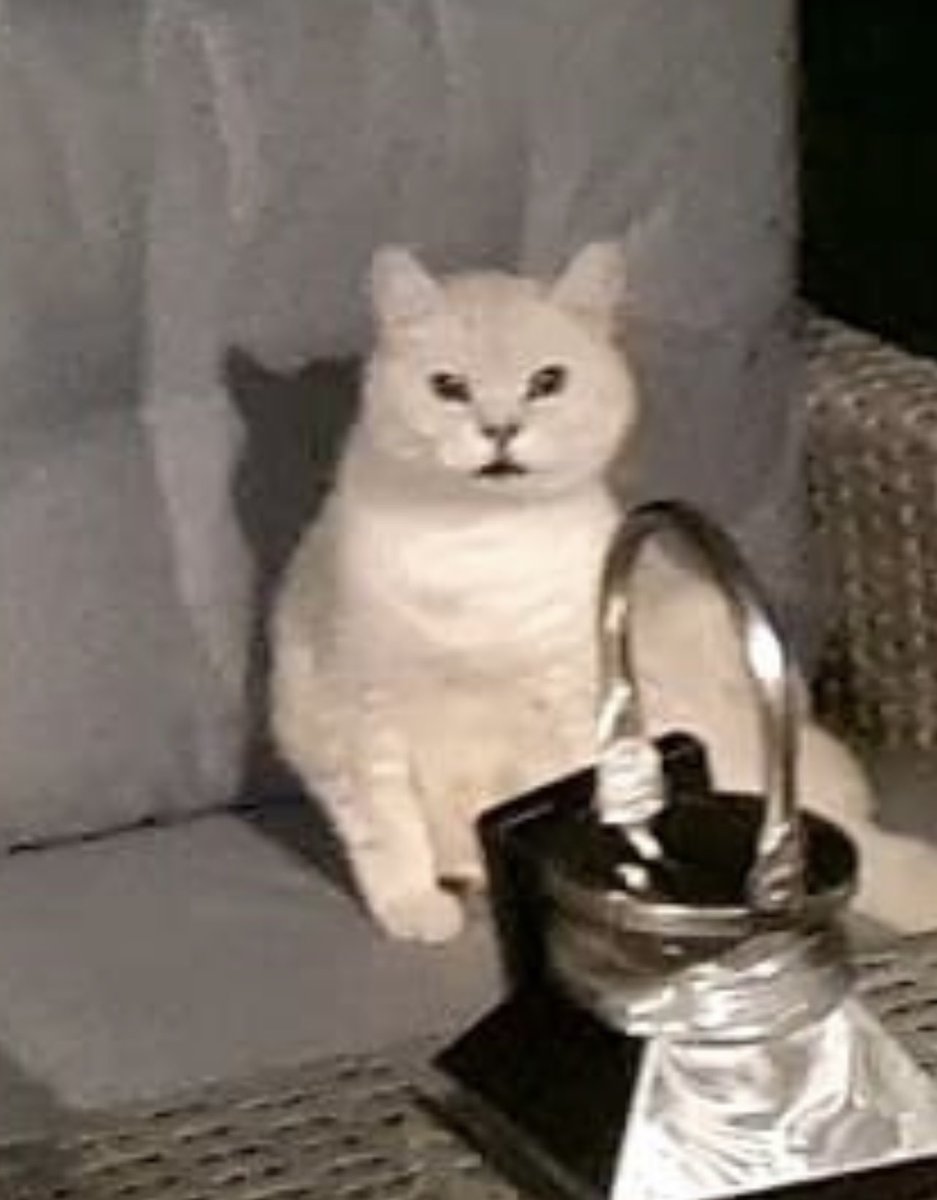 It’s the return of the cursed chonk photos