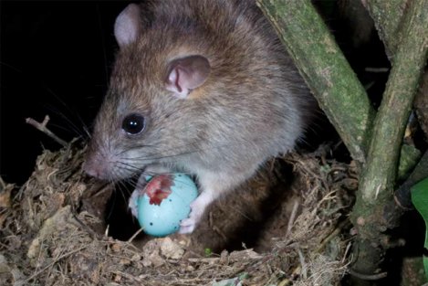 MattHHolden's tweet photo. In our new paper, we show 1 cat is equivalent to 77 rats predating on a Christmas Island bird (CI of 30 - 174). We argue that "cat equivalence" is a useful concept, especially when considering possible adverse effects of mesopredator release-led by M Plein https://t.co/Wd3YzToSkx https://t.co/gpEFJDk5IW