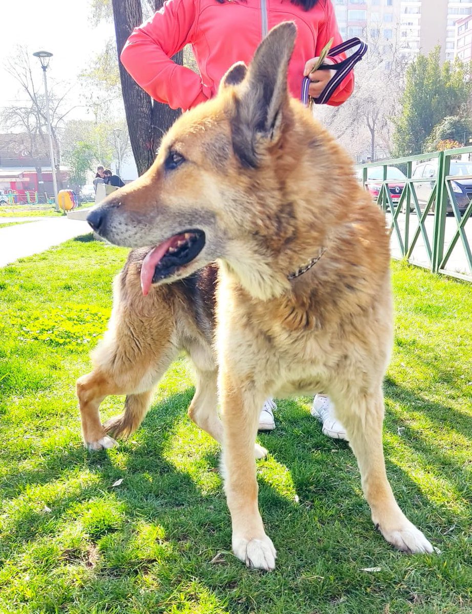 Se acabo el tiempo y no encontramos un hogar temporal para viejito #Rex lo llevaremos a uno pagado, para evitar devolverlo a la calle, debo reunir aprox $150.000.- mensuales para estadía, comida y medicamentos.
Necesito ayuda, no puedo solo😢+56948168847 #SoyBartorell #RifaPorRex