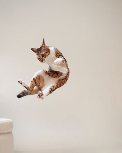 TheCatnipTimes's tweet photo. Ninja moves #ninjacat #catmoves #cats #catsoftwitter #thecatniptimes https://t.co/cKf8enDYIy