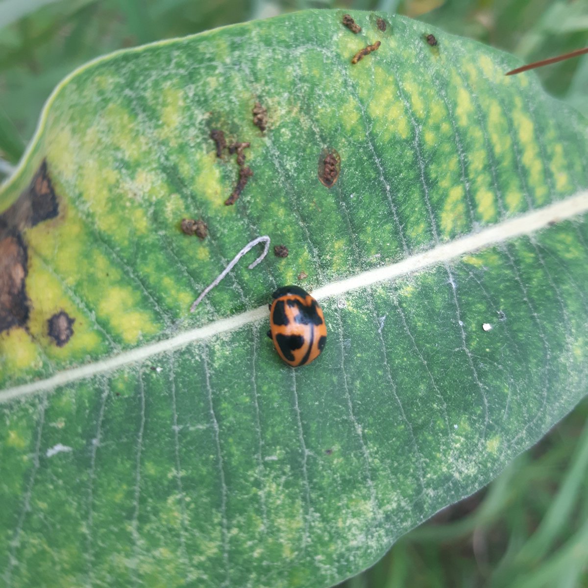 Anyone know what kind of beetle this is?  #insects