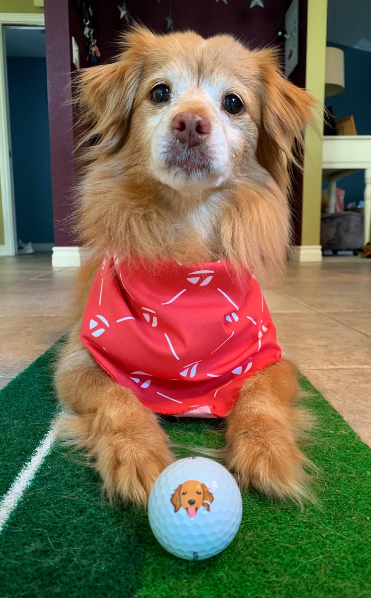 GaryGrube77's tweet photo. Senior pets for the win! Ginger is 14-years-young and loves celebrating #InternationalDogDay with @TaylormadeGolf! #TMDogDay https://t.co/kGTfrzHL82