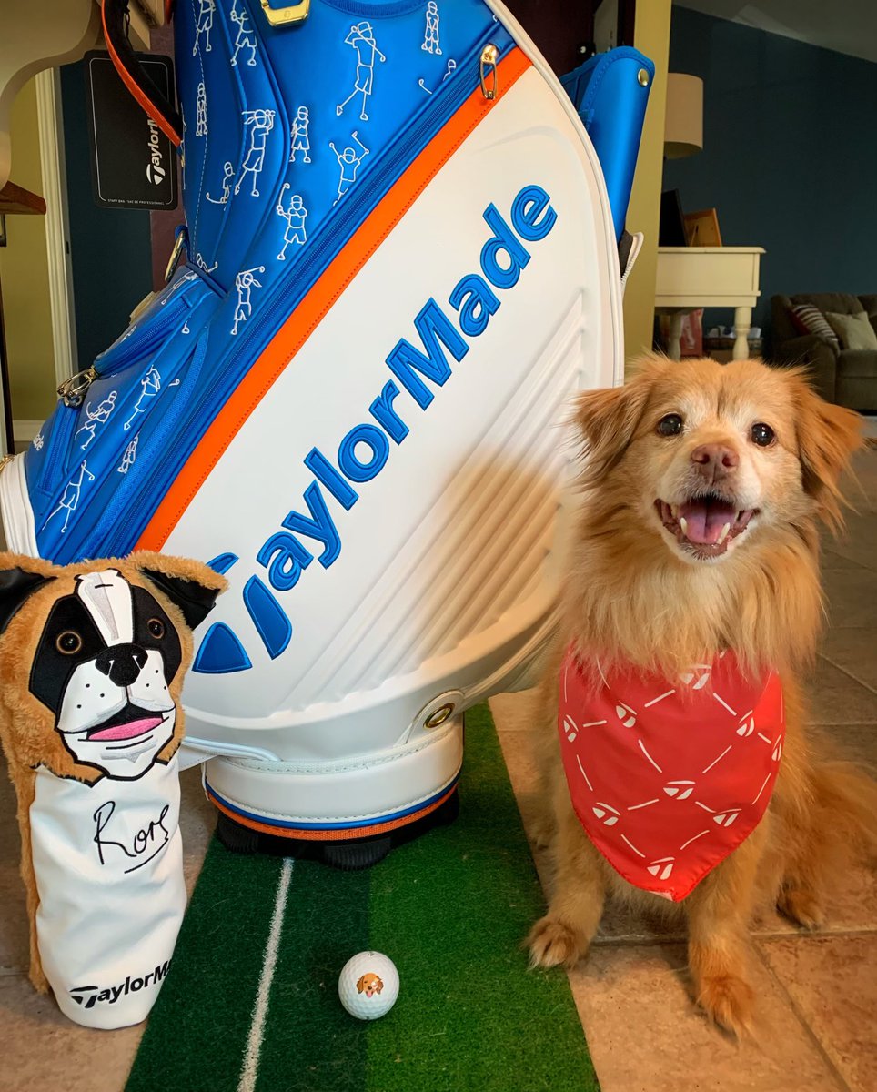 GaryGrube77's tweet photo. Senior pets for the win! Ginger is 14-years-young and loves celebrating #InternationalDogDay with @TaylormadeGolf! #TMDogDay https://t.co/kGTfrzHL82