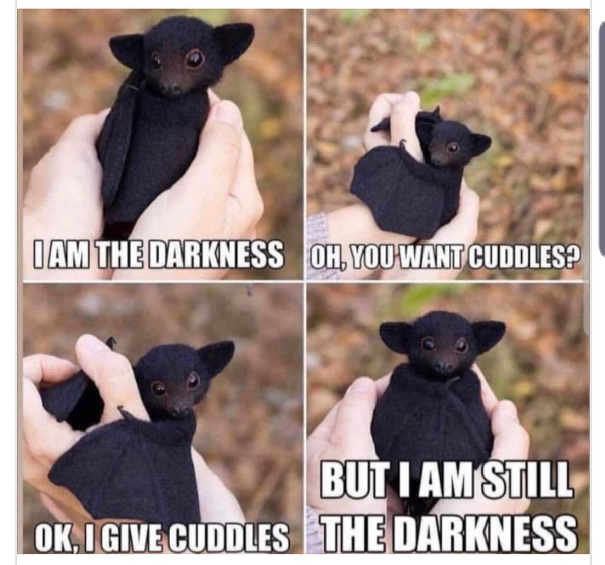 Latina_Schatje's tweet photo. Now you see the #inspiration for today's tweets.
#batbaby https://t.co/KXDYwAqbqk