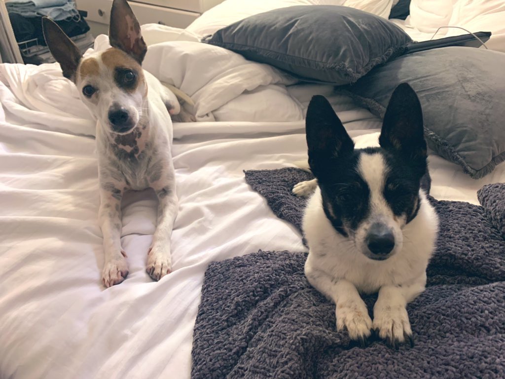 Happy #InternationalDogDay Scooter and Bender 😍❤️🐶