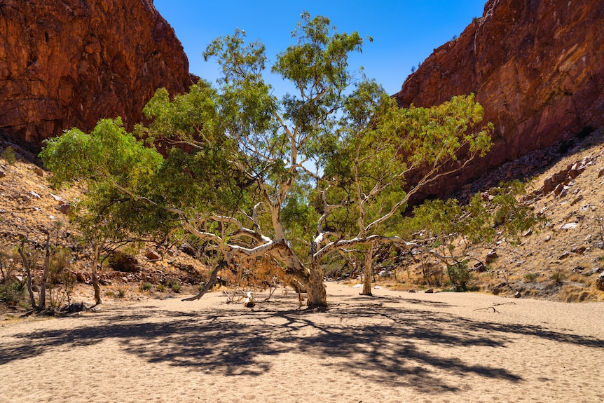 ABCscience's tweet photo. THE RIVER RED GUM IS AUSTRALIA'S FAVOURITE TREE!

And what a tree. Eucalyptus calmaldulensis lines Australia's waterways and is a hugely significant resource for Indigenous Australians. 

What a winner. Was it your #ausfavetree?

Read the final placings: https://t.co/XolcvEQ6Bt https://t.co/90wNBCxQ1w