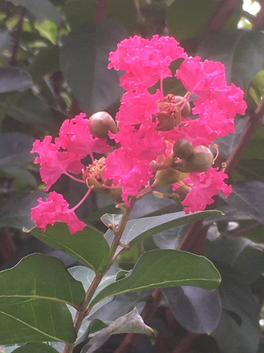 sentomo3's tweet photo. 果樹、その他の開花状況

赤いサルスベリがやっと咲きました。
一本の樹に色の異なる品種を接ぎ木していますが、6番目の開花です。

＃サルスベリ https://t.co/nwuWgC6qqV