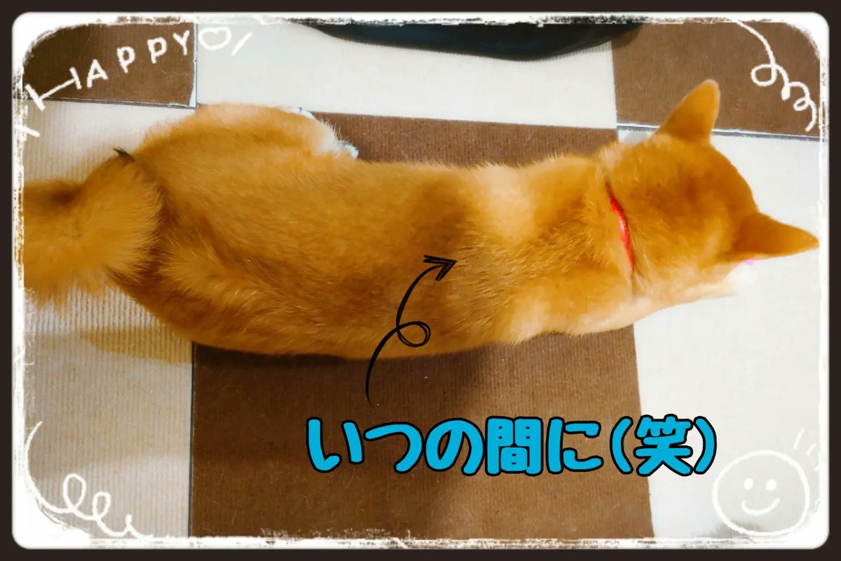 JunkBerry_STAFF's tweet photo. 昔ガチャで必死になってゲットした「拒否柴ストラップ」と再開(笑)💦そんなこんなで、本物の柴の「つばき」とパシャリ📸とかニヤニヤしながらやってたら……「つばき」の背中に「天使の羽」模様が出てた❗❗🍀(o´ω`o)👍
 #standfm #スタエフ #いぬのいる暮らし #柴犬 #ドッグトレーナー #wingsofangels https://t.co/O8jso4Nktm