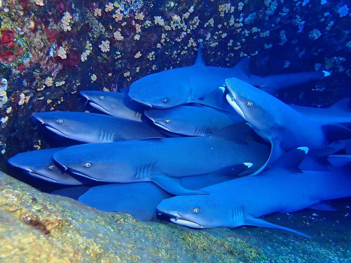 aqualuvsuotd's tweet photo. would you pile with them ? personally i’d pile with them https://t.co/Zs9xRO7O6Y