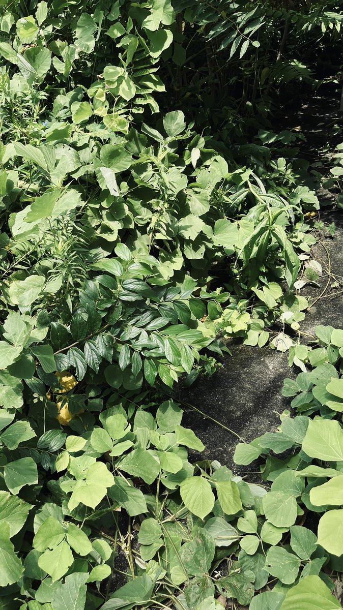 aue_cat's tweet photo. 餌場異常なし…！！！
だけど植物がすごい生い茂っている😆
日陰がたくさんできていいのかな？
チャパチさんには会えませんでしたが、
餌もちゃんとなくなっていたのでよかったです！ https://t.co/8tnrhH3Mhq