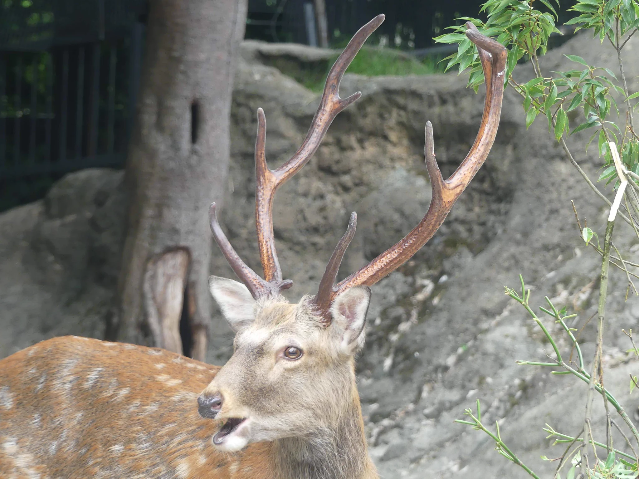 上野動物園［公式］ on X: 