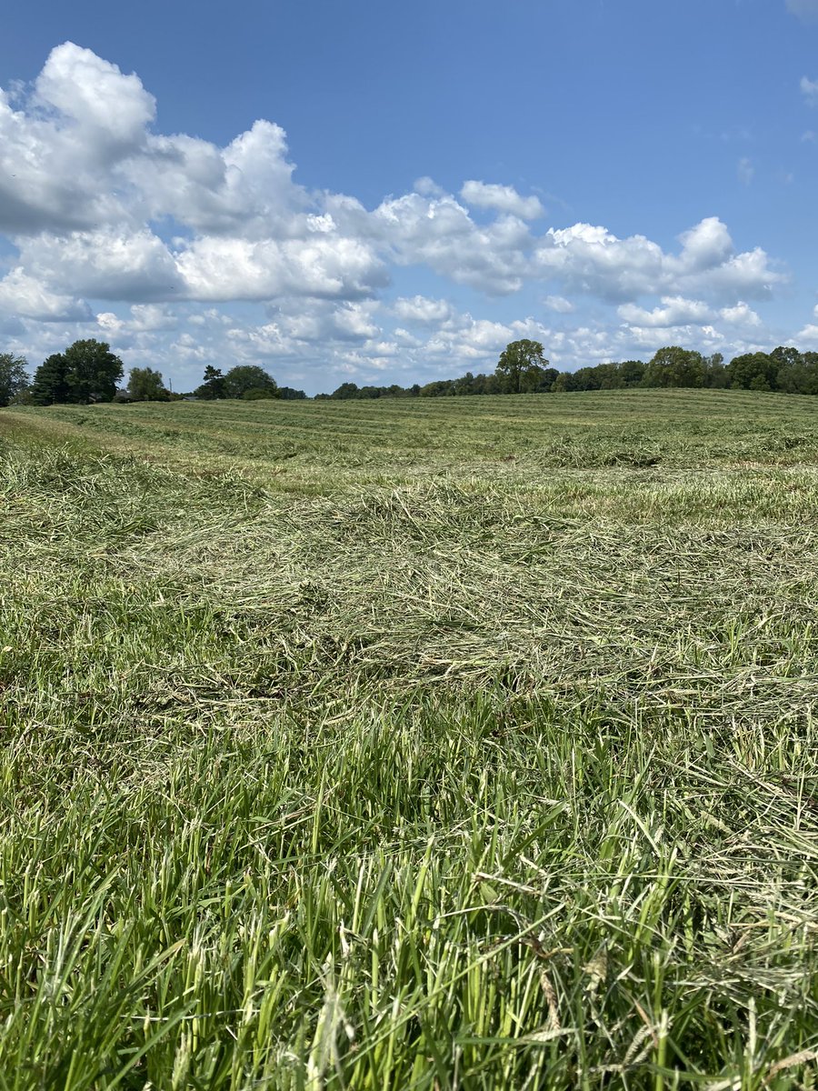 covercropgal's tweet photo. Fourth cutting in north central Indiana
😎

 #ForageFirst #SmellsSoGood
 #Hay #MooCows #IHaveAToddlerSoNowIMakeTheSoundOfTheAnimal https://t.co/ARqULYQuTT