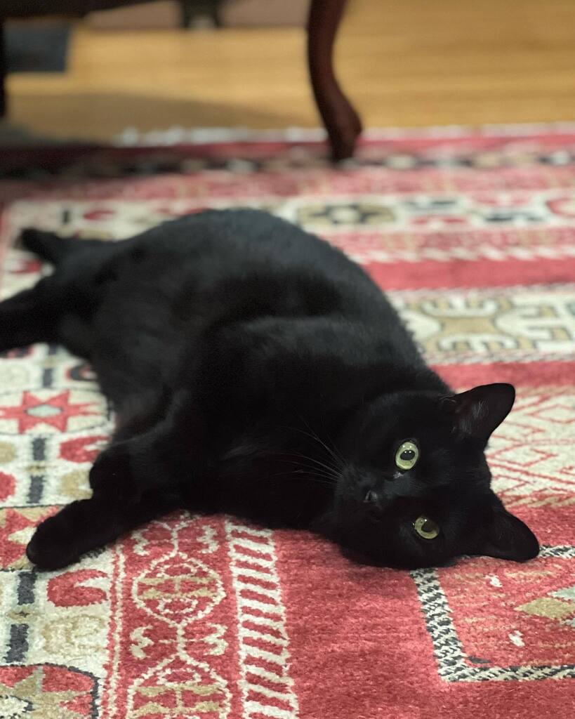 bethnyland's tweet image. Mojo is honoring Friday Eve by lounging.

#cat #catsofinstagram #mojoman instagr.am/p/ChtO-wuuqVV/