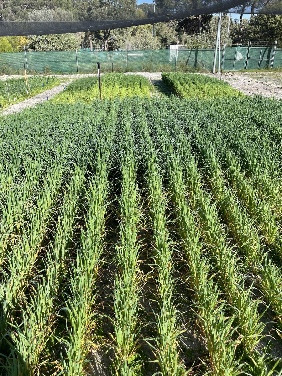 Hennie Botha (@henniebotha130) on Twitter photo Week 5 of measurements of our oats experiment. Can clearly see different nitrogen treatments within each plot. Looking to apply the final nitrogen treatments next week. <a href="/AJenko12/">Andrew Jenkinson</a> <a href="/JoelTheGinger/">Joel Kelly</a> <a href="/AHagboom/">Ashton Hagboom</a> <a href="/DarcyCobley/">Darcy Cobley</a> <a href="/SJB_Ag/">Sarita Bennett</a> <a href="/Bec_Swift_/">Bec Swift</a> Week 5 of measurements of our oats experiment. Can clearly see different nitrogen treatments within each plot. Looking to apply the final nitrogen treatments next week. <a href="/AJenko12/">Andrew Jenkinson</a> <a href="/JoelTheGinger/">Joel Kelly</a> <a href="/AHagboom/">Ashton Hagboom</a> <a href="/DarcyCobley/">Darcy Cobley</a> <a href="/SJB_Ag/">Sarita Bennett</a> <a href="/Bec_Swift_/">Bec Swift</a>