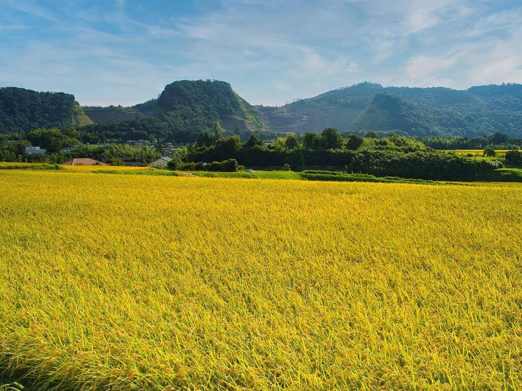 nishikura's tweet photo. Rice fields around the camp
.
#pgfcamp #pgfキャンプ #kimitsu #japan https://t.co/N7Id2YVAvd https://t.co/ATbzDQmFLu