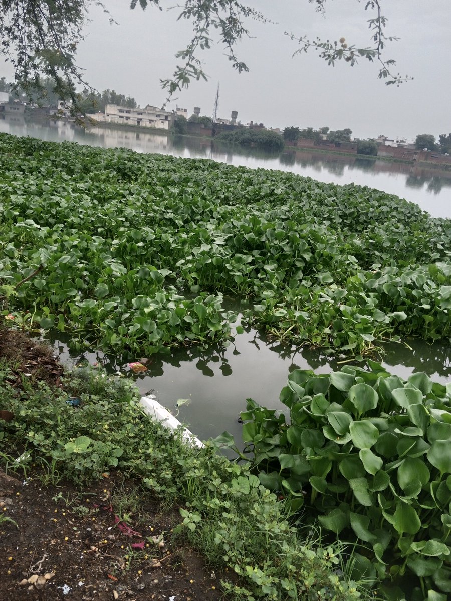 कलानौर में वार्ड नम्बर 2 3 ओर 14 के लगते झंझड  वाले तलाब में ये गन्दगी पिछले 2 महीनों से लगातार बढ़ती जा रही है कई बार नगरपालिका में कहने पर काम नही हो रहा इसका समाधान कैसे हो