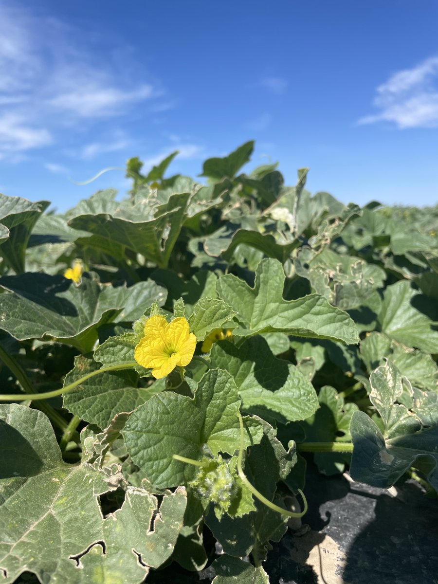 RFGACantaloupe's tweet photo. Good news! If you haven't picked up any #RockyFordCantaloupe or #RockyFordWatermelon yet, there are another couple of weeks of the harvest to go! #RFGA President, Michael Hirakata, will be chatting with @MandyConnell tomorrow at 1230 pm on @KOAColorado! Listen in! https://t.co/n3Fh5ELl66