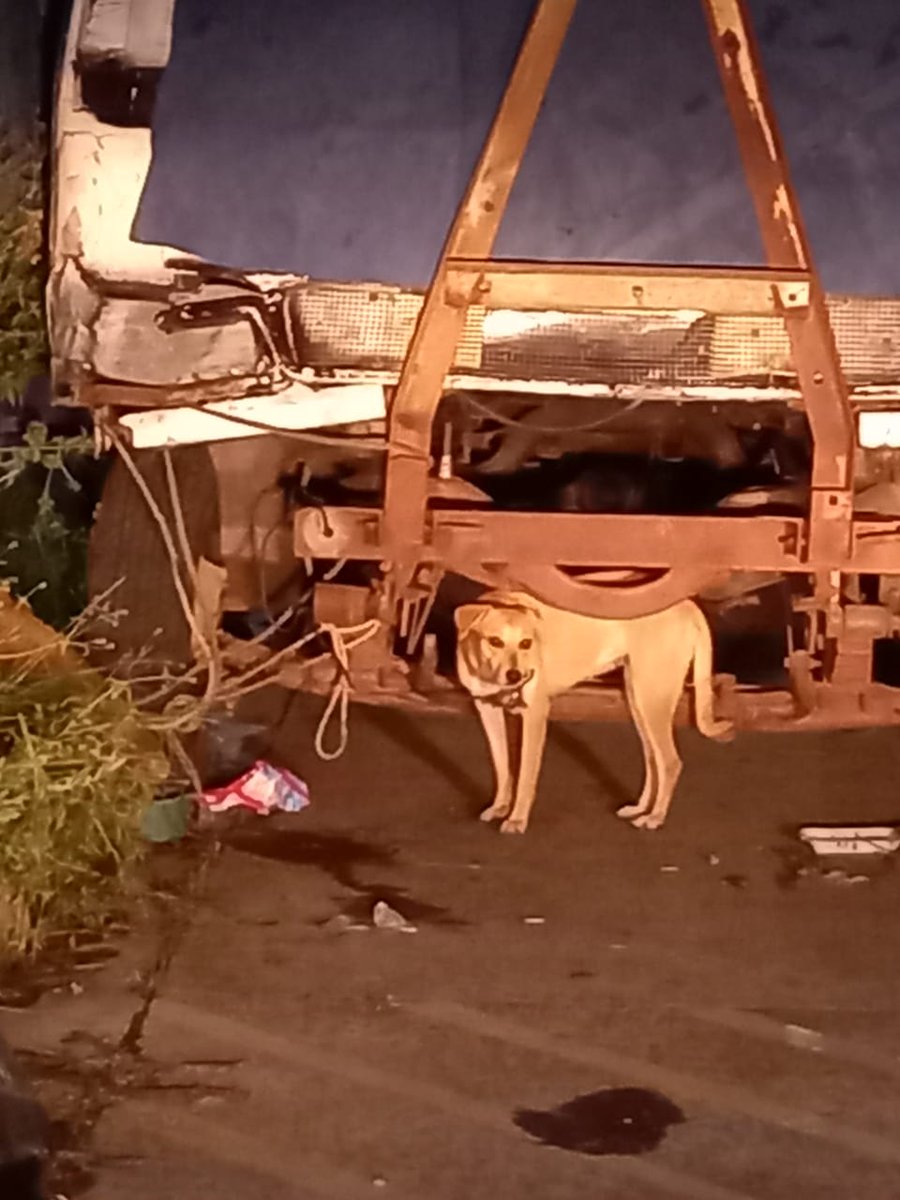 laurachevez1's tweet photo. @lexpineda Buenas noches Don Álex no se si podría dar está información
Por favor ayudenlos están amarrados a un microbus abandonado cerca de la texaco constitución por favor están aguantando sol y lluvia , tienen miedo https://t.co/r2qazZIOGD