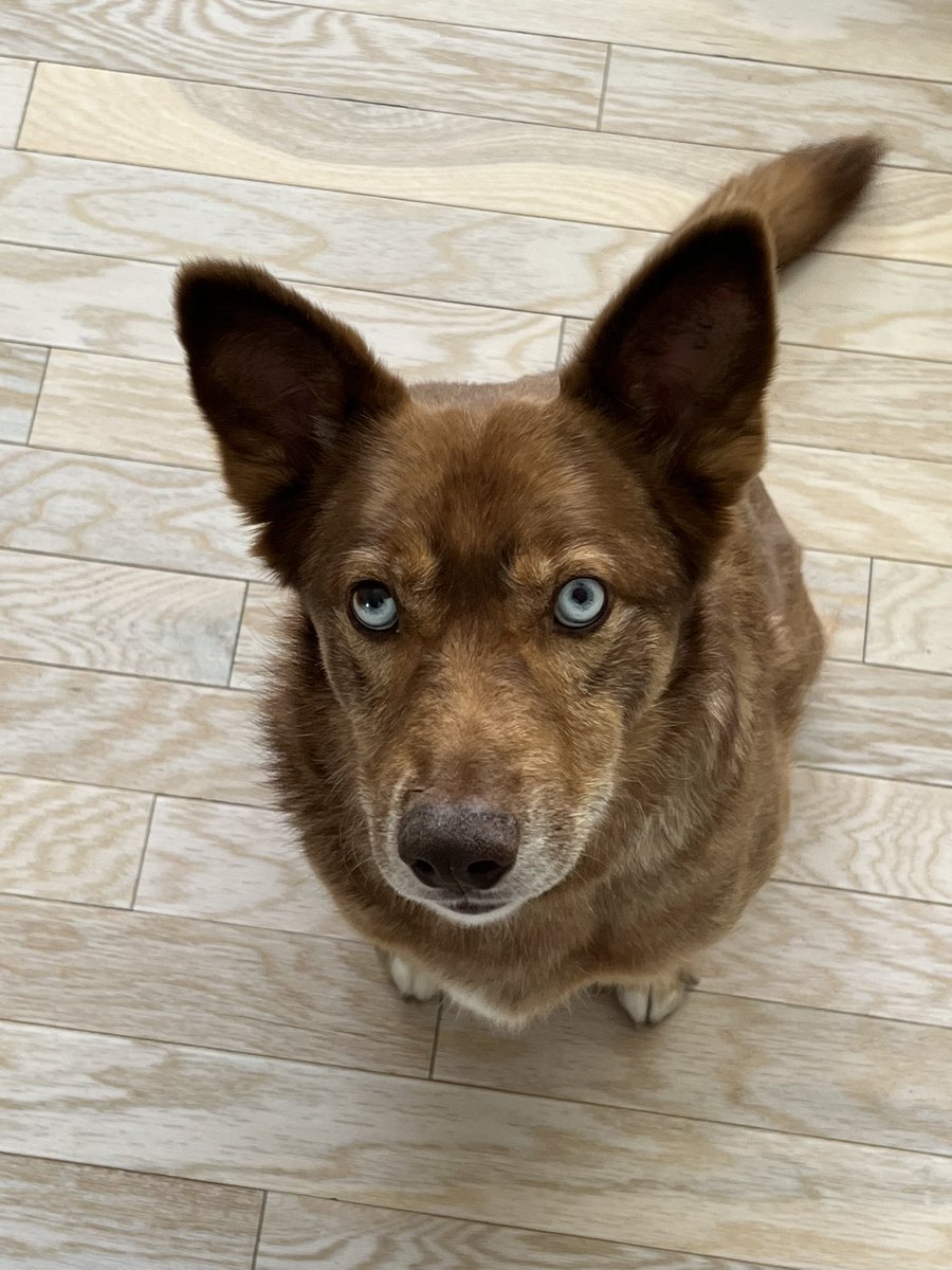 KellyADAsquith's tweet photo. @CBC Hi! My name is Rusty! https://t.co/fYgRV0mieI