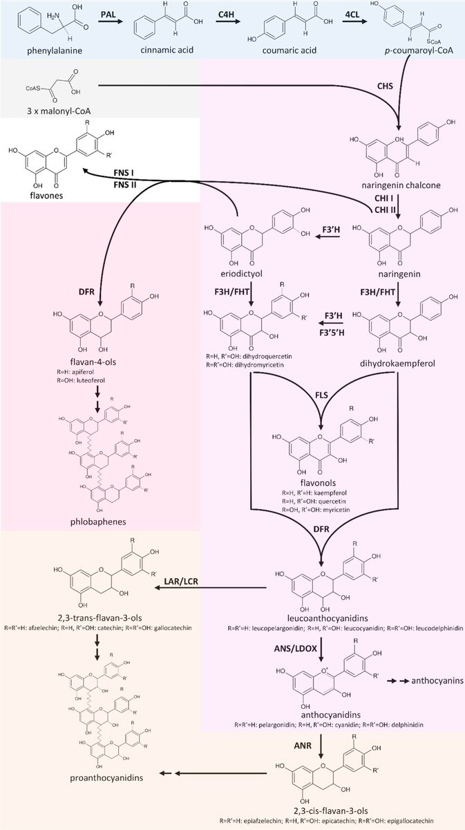 MiningGenome's tweet photo. Automatic Identification of Players in the Flavonoid Biosynthesis
https://t.co/pSBXpmqFOl
#OpenAccess #WomenWhoCode #Bioinformatics #WomenInScience #WomenInSTEM #SciComm #OpenData #OpenScience #AcademicChatter #Python #coding #linux #serverless #PlantScience #BIO22 #Biotechnology https://t.co/0r06MNY2Av