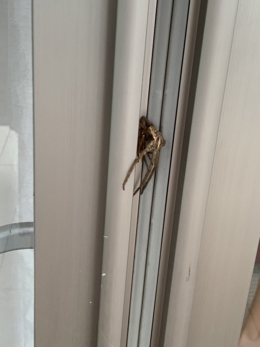 ask922's tweet photo. 妹の家のベランダにいるらしいコイツ。
何❓怖い❗️キモい😭😭
知ってる人いますか❓
ちなみに家は神奈川県です。

#蜘蛛？
#なんなんこれ　
＃情報求む https://t.co/LJPhCZey3h