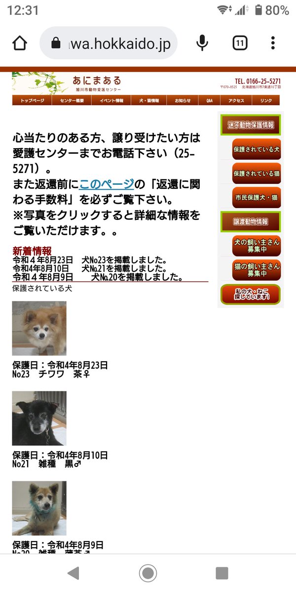 iWaFDUeWUTuqm9L's tweet photo. 旭川市引き取りワンちゃんです。 https://t.co/3JWLLmRkQj
