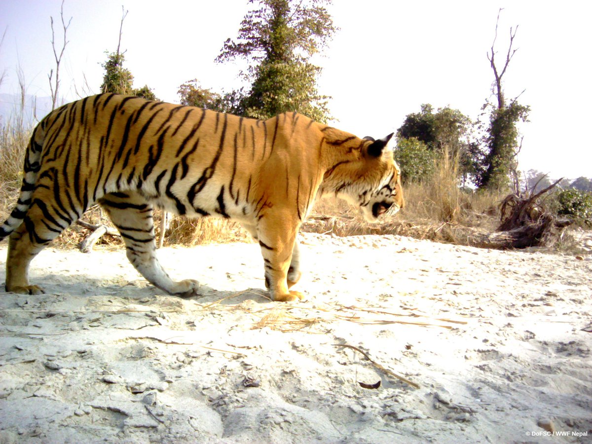 DNPWC_Nepal's tweet photo. Download the latest National Tiger Survey 2021-2022 report here.
https://t.co/r5NzVe4dWa https://t.co/GAGDV8Ni08