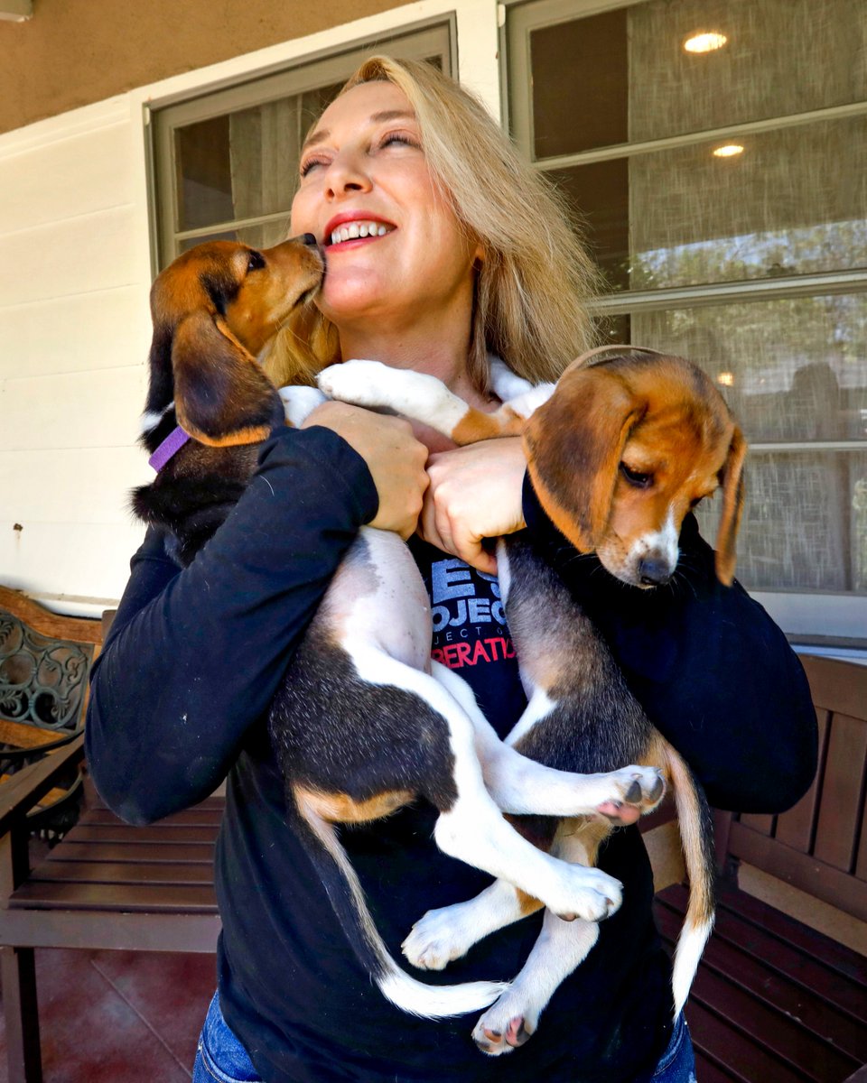 latimesphotos's tweet photo. #PhotoOfTheDay 

Shannon Keith, who runs the Beagle Freedom Project, has received 25 of 4,000 beagles rescued from the now closed Envigo breeding and research plant in Virginia. 

https://t.co/gGrhfu7dSk

📸 @Carolyn_Cole https://t.co/lZ1obZIg7G