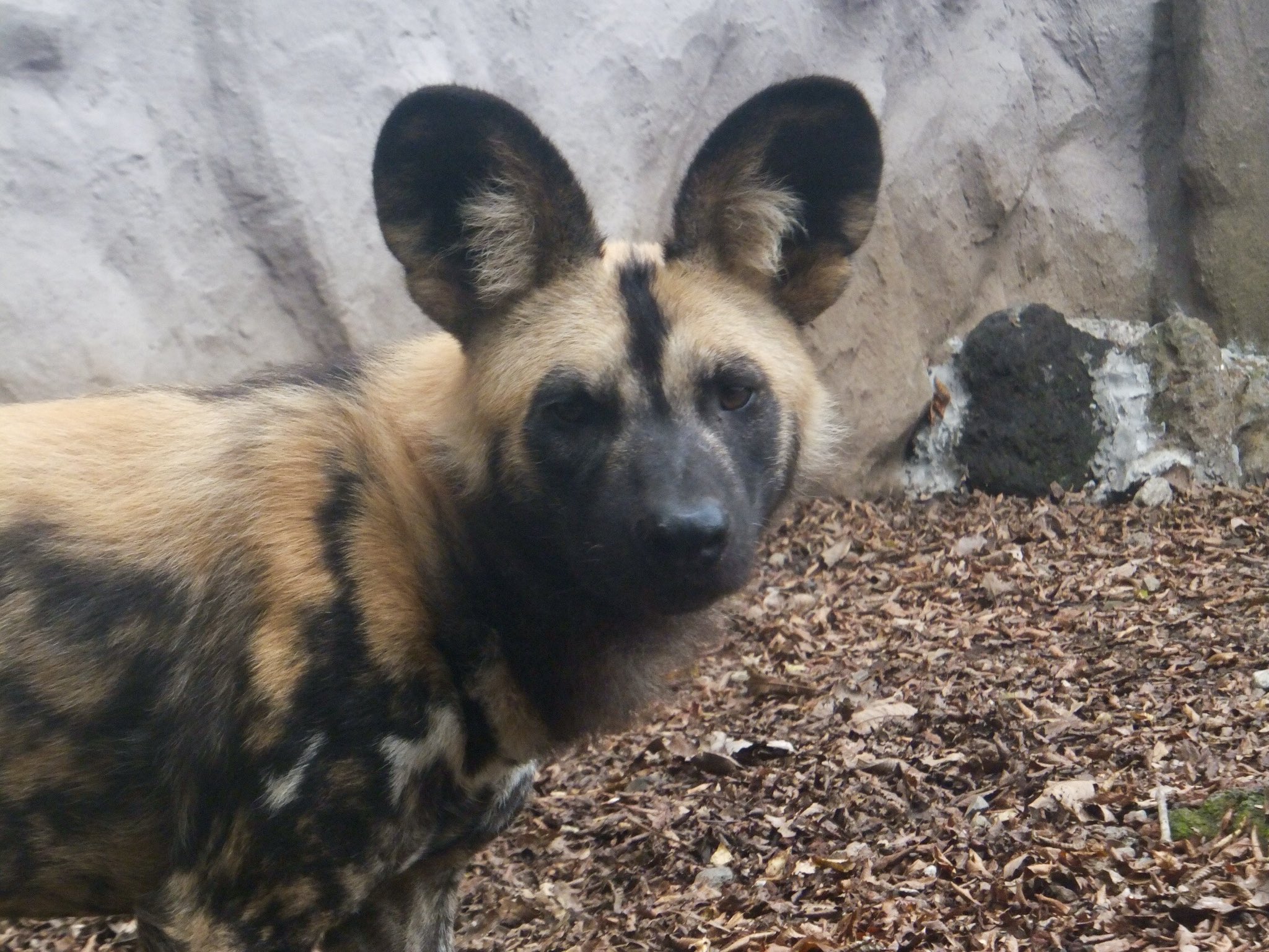 中野高志 世界リカオンの日 サバンナで狩りの成功率no 1は百獣の王ライオンでも陸上動物最速のチーターでもなくリカオンだ 驚異的なスタミナと高度な社会性からなる狩りの成功率は8割にも及ぶ ライオンは3割 チーターですら5割ほどと言われてる中で