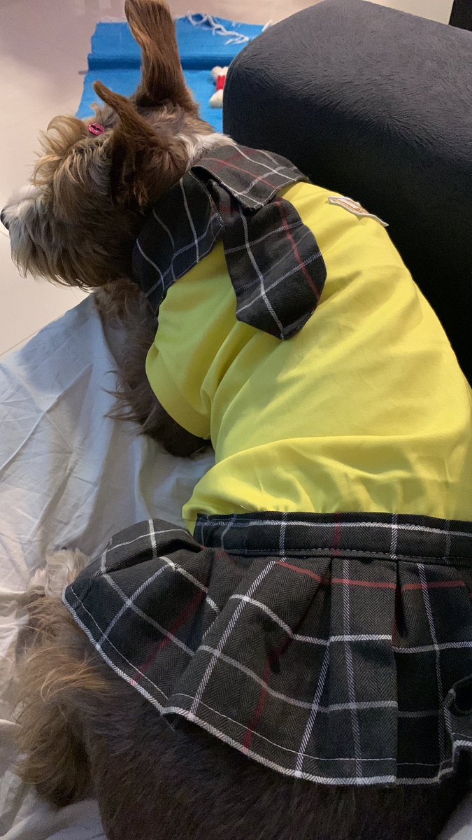 LuKalef's tweet photo. @cacocardassi A Jean ( Djin) vai para a creche #petfarm e lá eles usam até uniforme, tem mochila e agenda. https://t.co/0ufdzuu5GV