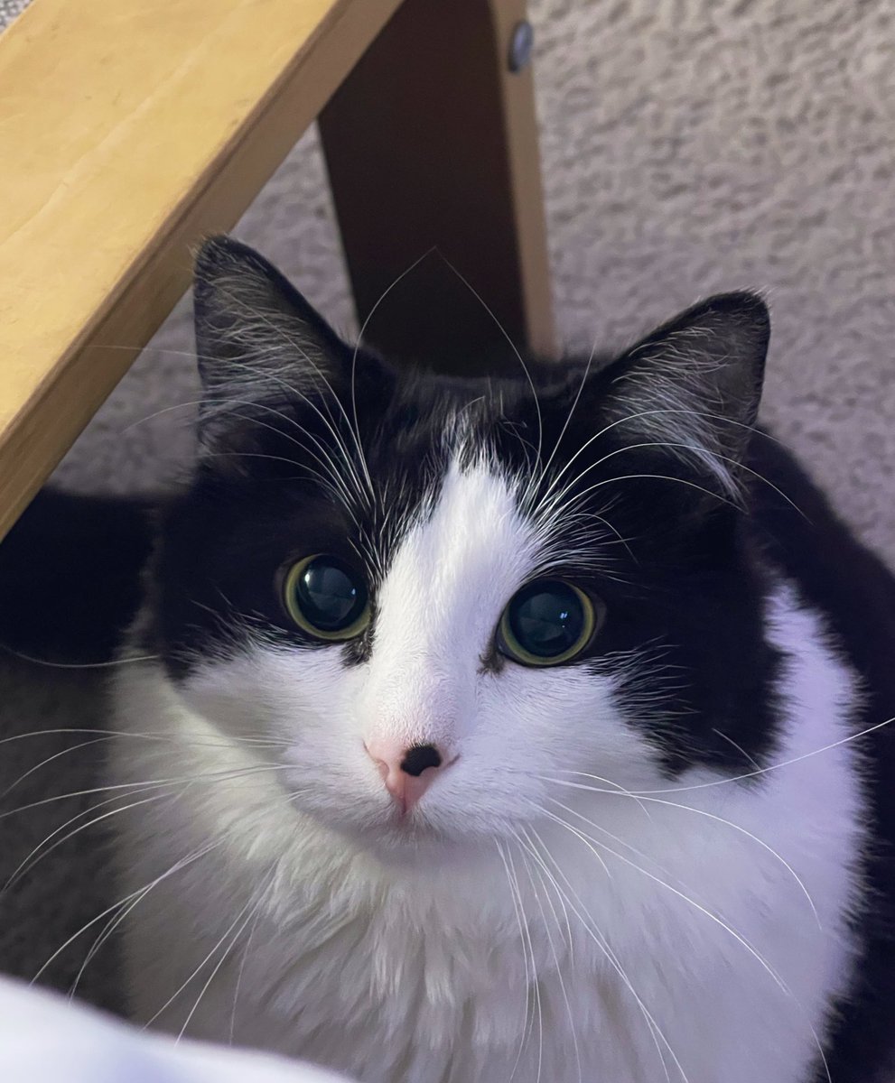 Leviticussed's tweet photo. Whisker city https://t.co/31Wg0F7Lkl