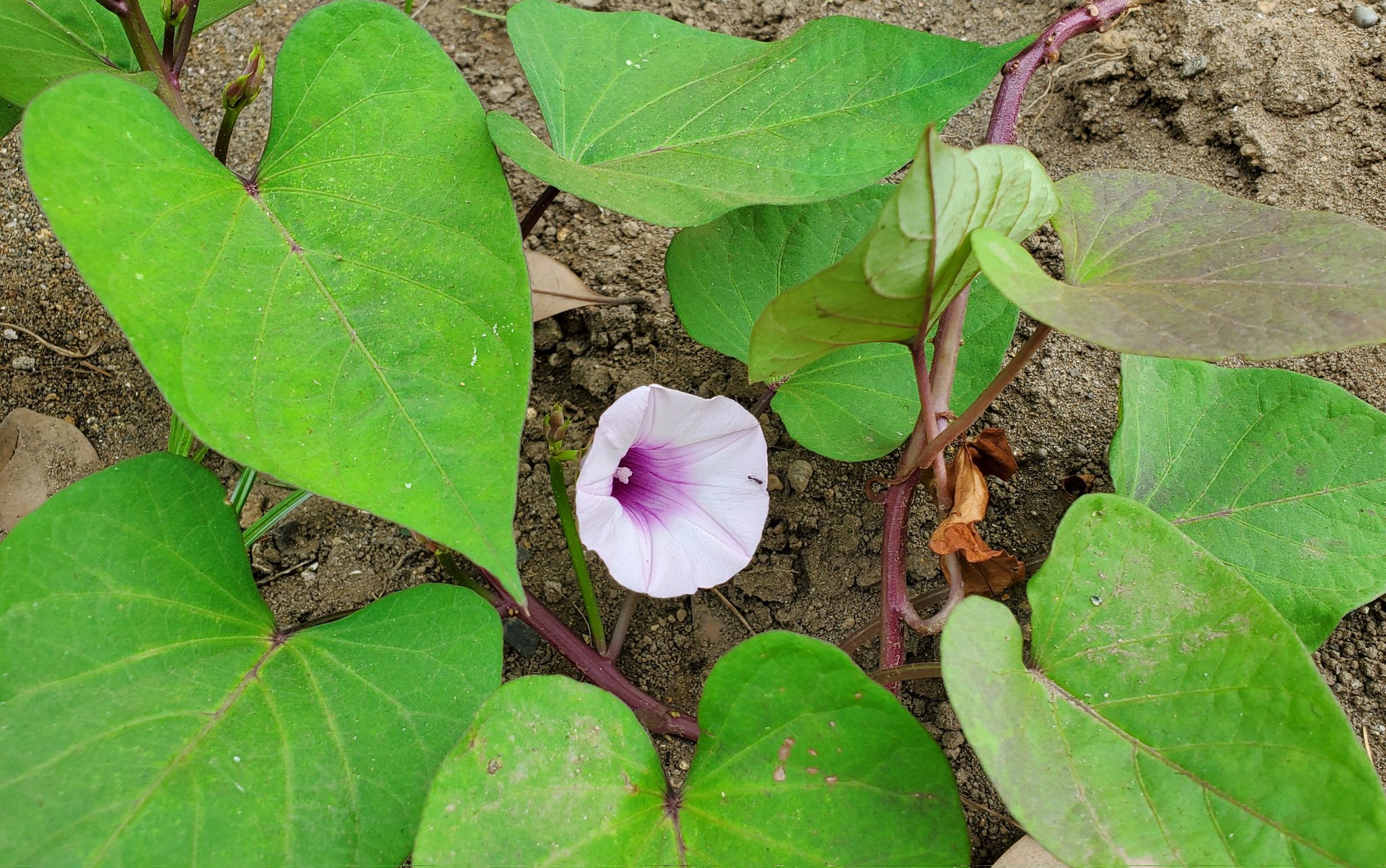さつまいもの花 Twitter Search Twitter