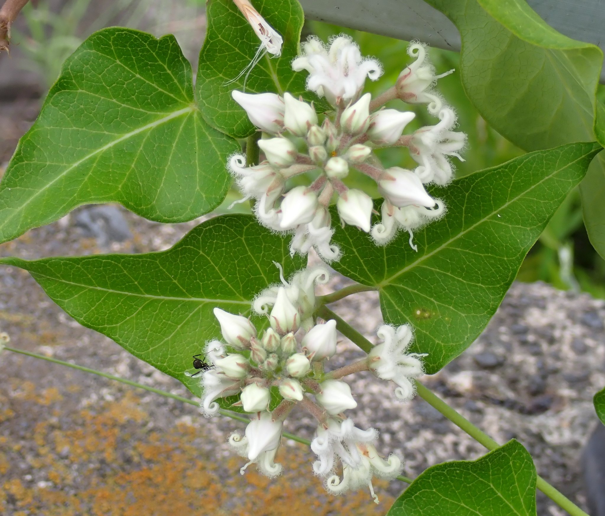 森山樹林日月 ガガイモ 花言葉 味わい深い 清らかな祈り なんとなくヒトデ に見えるような T Co Kmzjninxn8 Twitter