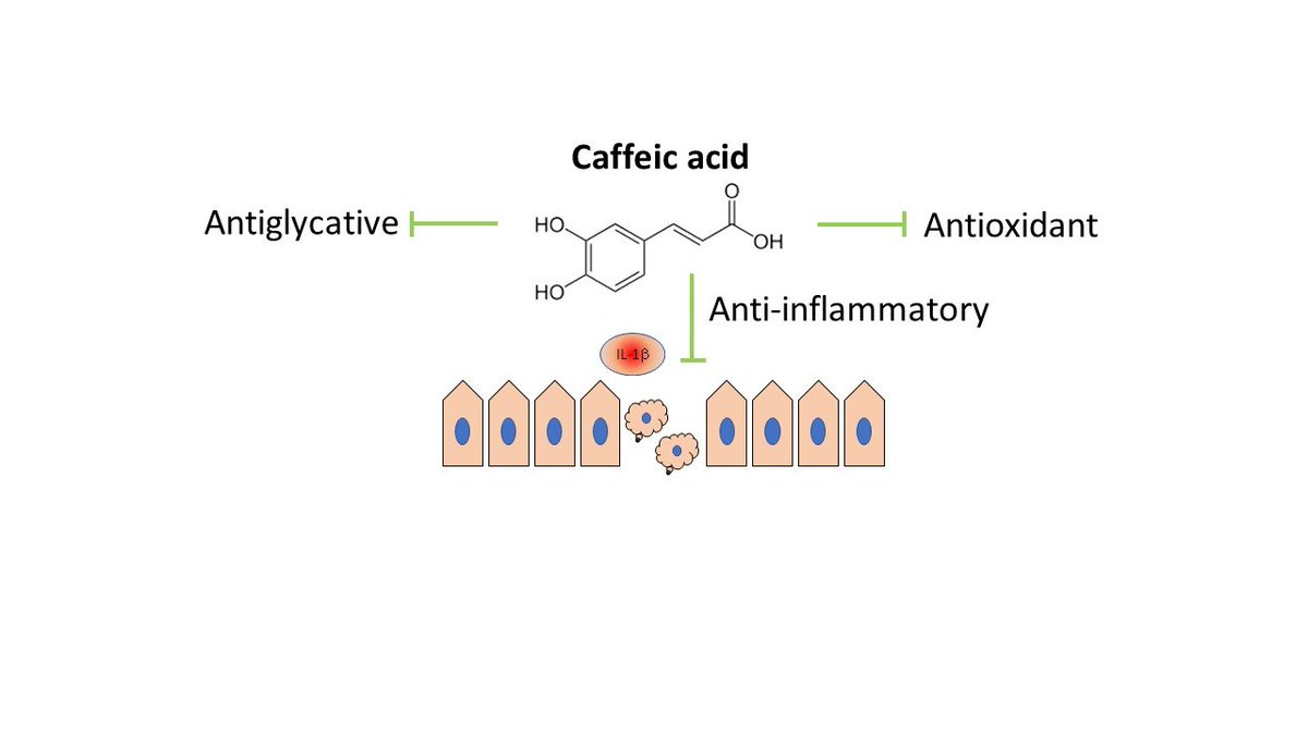 Nutrients_MDPI's tweet photo. #mdpinutrients Read the High Cited Paper from Dr. Danuta Zielińska et al. 
 
#Caffeic Acid Modulates Processes Associated with #Intestinal Inflammation

https://t.co/PphNpTvoNQ https://t.co/zWi4rlnP9H
