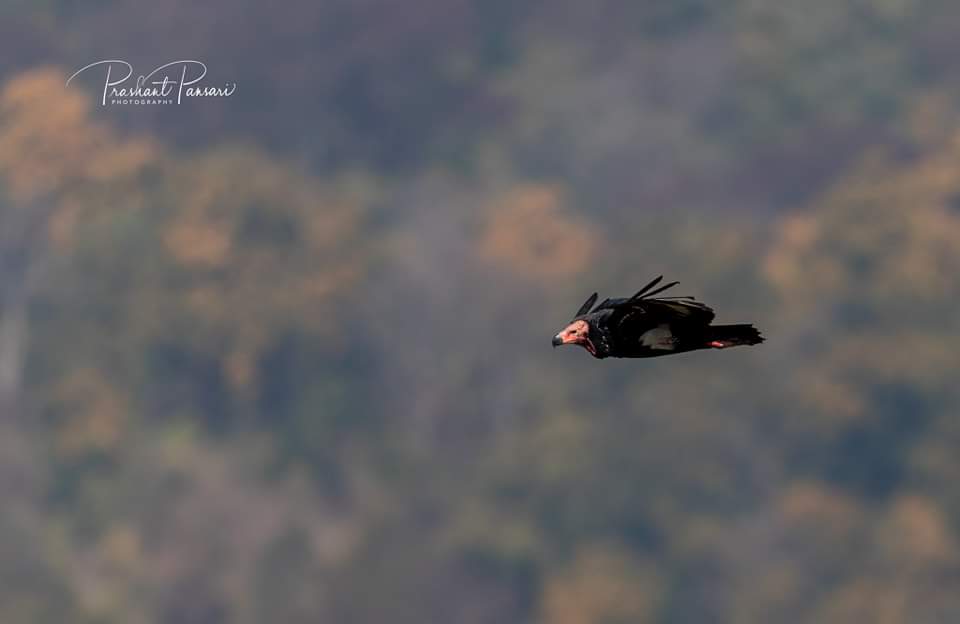 B U L L E T

Red Headed Vulture
Dhikala
Corbett Tiger Reserve
February 2021
#pansariphotography #corbetttigerreserve  #redheadedvulture #IndiAves #uttrakhandtourism #uttrakhandForestDepartment