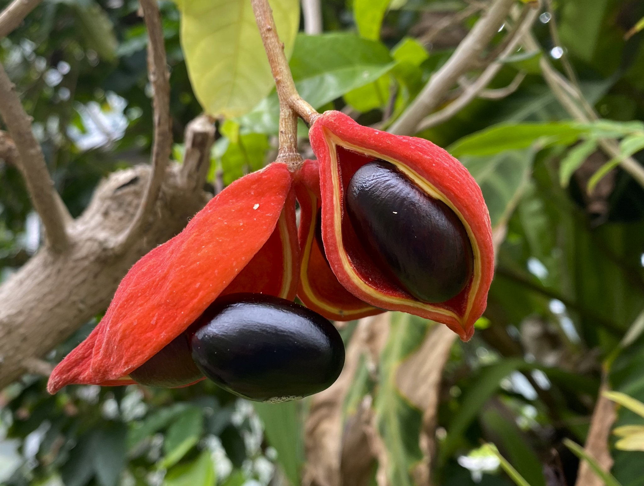 Hari Devkota on Twitter "Sterculia monosperma Vent. (Malvaceae