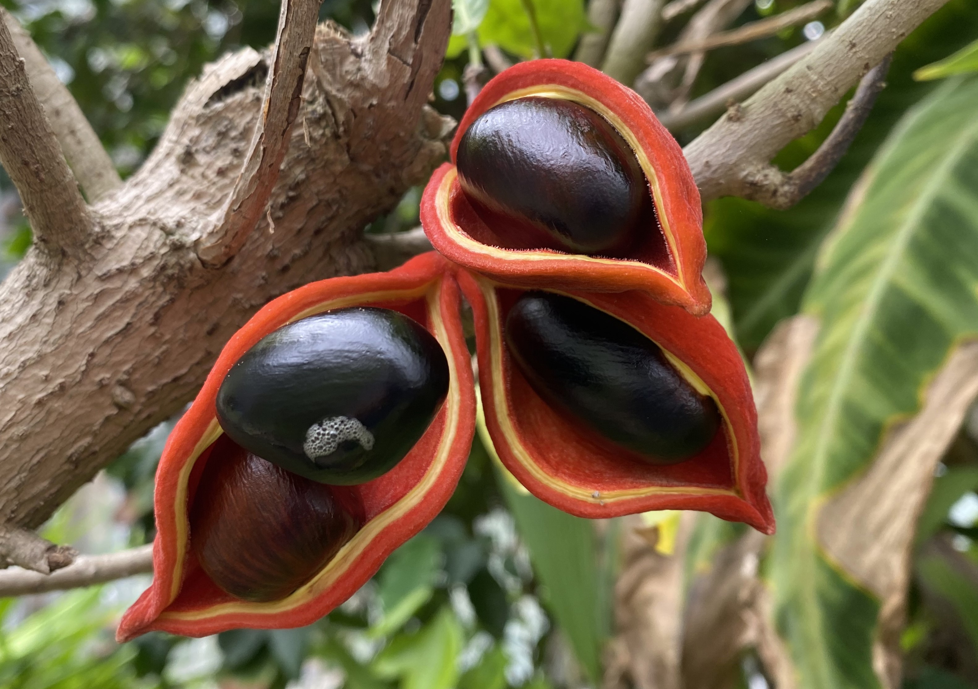Hari Devkota on Twitter "Sterculia monosperma Vent. (Malvaceae