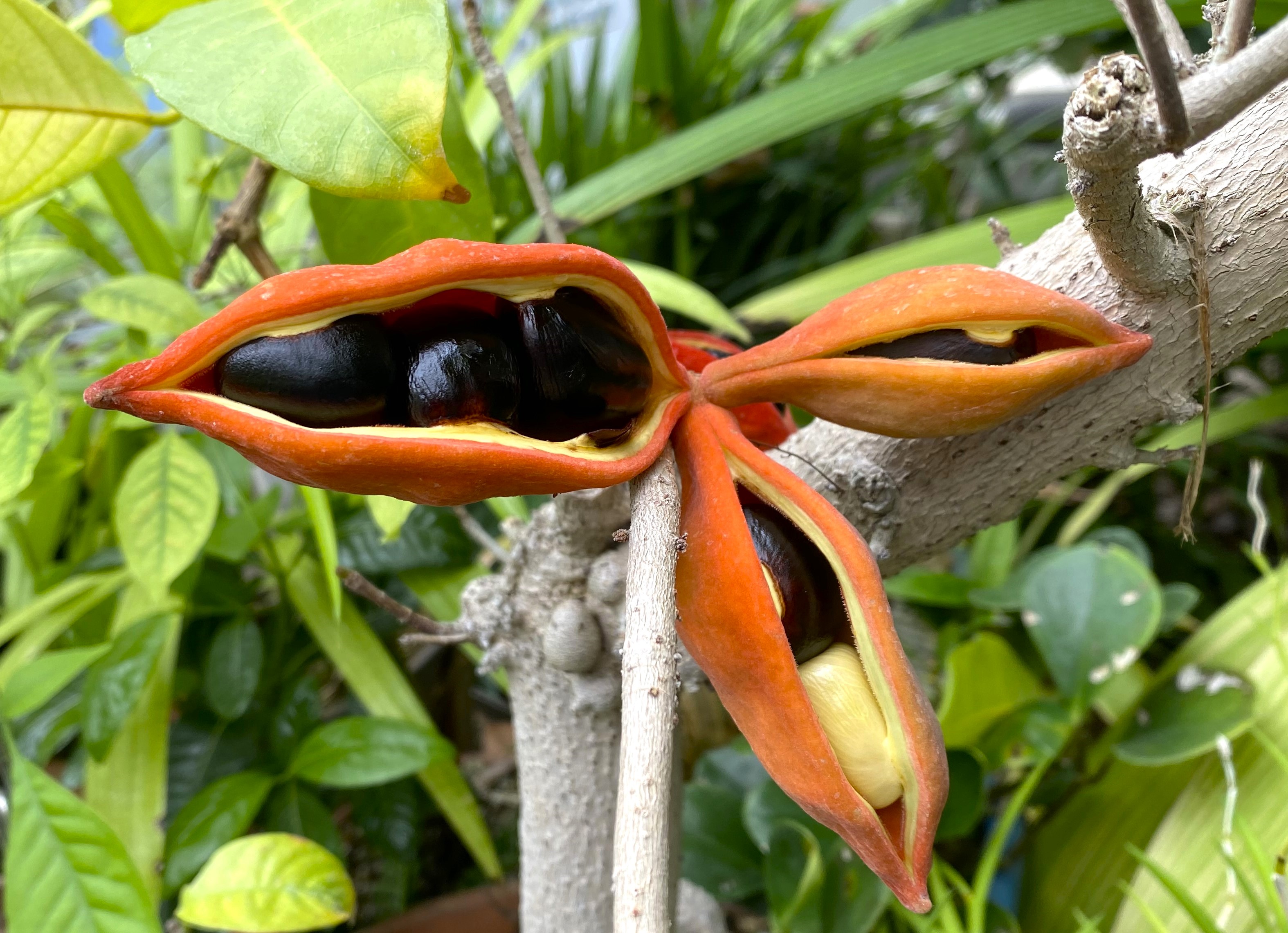 Hari Devkota on Twitter "Sterculia monosperma Vent. (Malvaceae