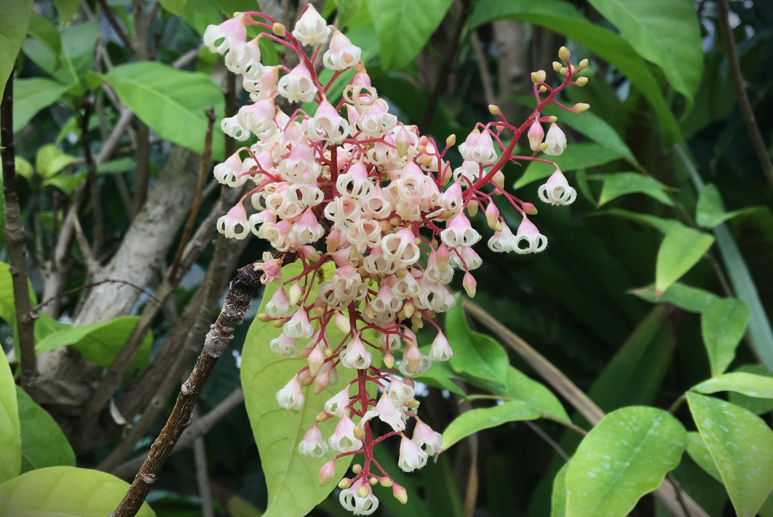 Hari Devkota on Twitter "Sterculia monosperma Vent. (Malvaceae