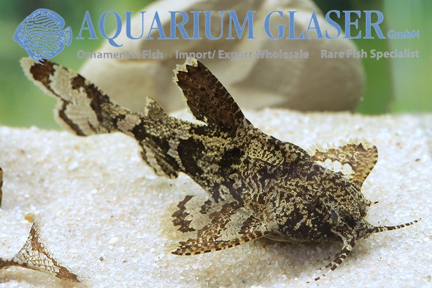 aquariumglaser's tweet photo. #Hara hara / #Erethistes #pusillus
find more details and pics @ https://t.co/kgExUnvbBk https://t.co/mQV94OlGRw