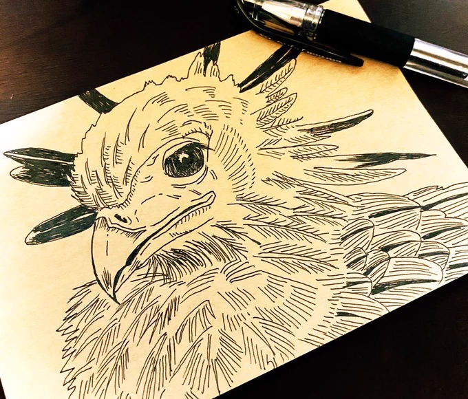 ヘビクイワシをもっと拡めたい。#ヘビクイワシ #鳥 #ペン画 #動物画#絵描きさんと繫がりたい 