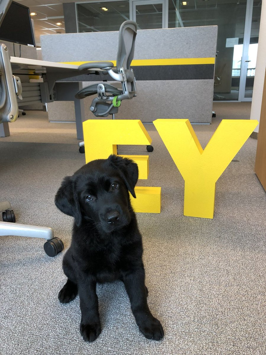 EYnews's tweet photo. NEWS: Service dog in training joins EY.

It’s vital that an assistance dog is allowed access everywhere. So Hazel has been coming to the EY Netherlands office since she was 9 weeks old, alongside her trainer Berna.  
Keep up the fantastic work team.

#InternationalDogDay https://t.co/6N1vCOShWk